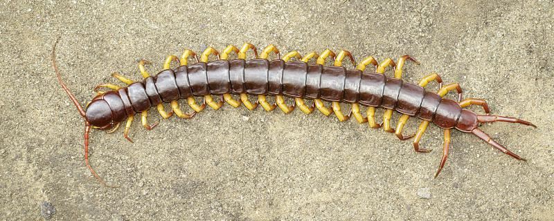 梦见蜈蚣爬到自己身上咬了自己什么意思 梦见蜈蚣爬到自己身上咬了自己是什么征兆