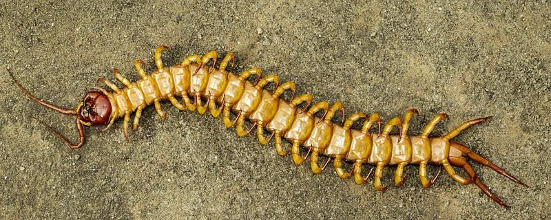 梦见蜈蚣死了是什么意思 梦见蜈蚣死了是什么预兆