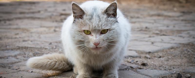 梦到猫吃老鼠是什么征兆 梦到猫吃老鼠代表了什么