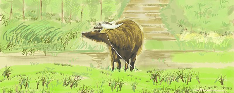 梦见牛冲过来但我躲开了什么意思 梦见牛冲过来但我躲开了意味着什么