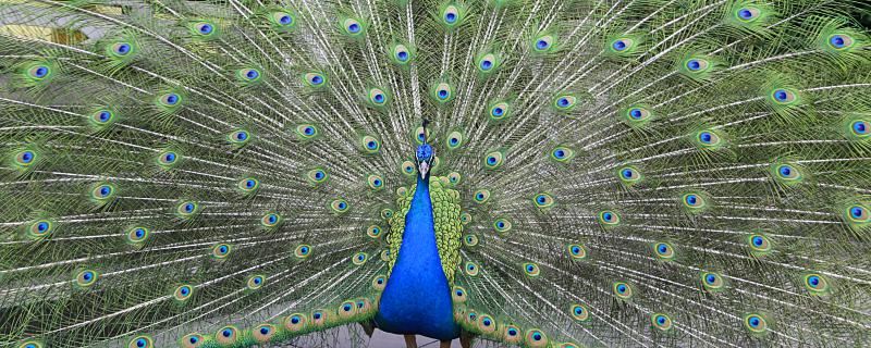 梦见孔雀开屏代表什么 梦见孔雀开屏预示着什么
