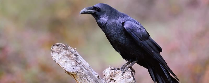 独身的人梦见乌鸦征兆什么 独身的人梦见乌鸦是什么征兆解梦