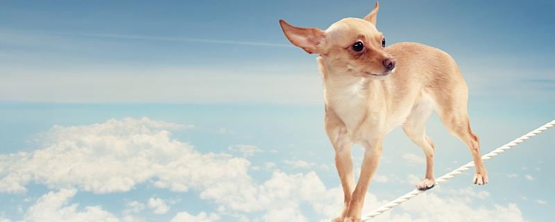 梦到黄狗咬手是什么意思 梦到黄狗咬手意味着什么