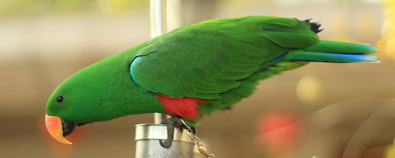 梦见他人送你鹦鹉征兆什么 梦见他人送你鹦鹉是什么意思