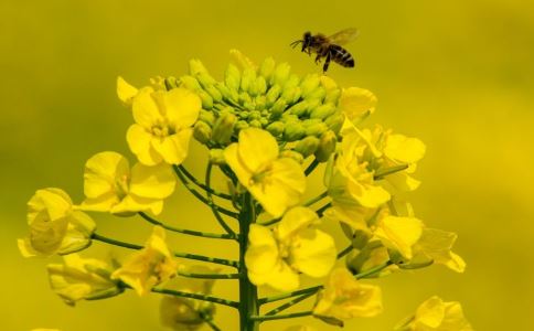 春天常吃五种食物可抗过敏