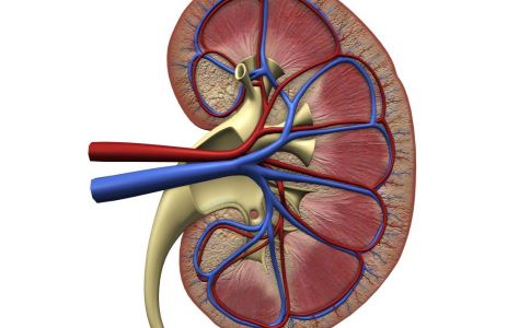 补肾的食物 吃韭菜子能够补肾吗