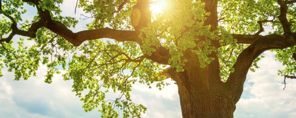 孕妈妈梦见树是什么意思 怀孕梦见大树是男是女