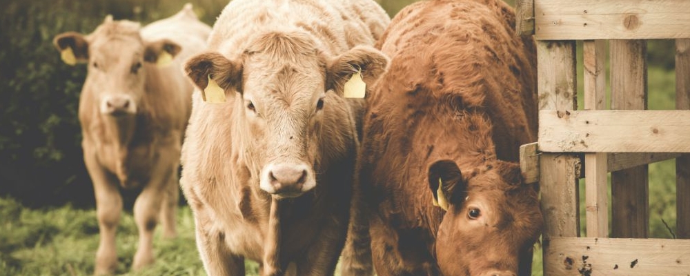 怀孕女性梦见牛是胎梦吗 孕妈妈梦见黄牛有什么涵义