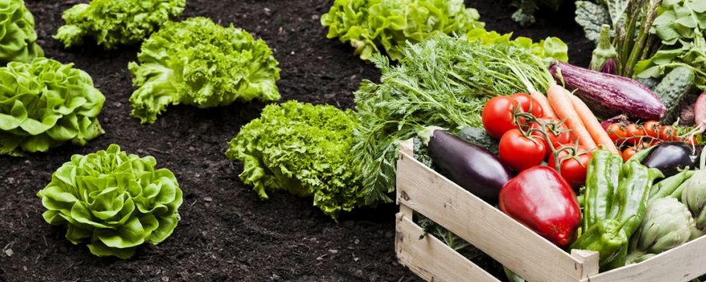 冬天摄生引荐食谱：筋道辣蹄筋