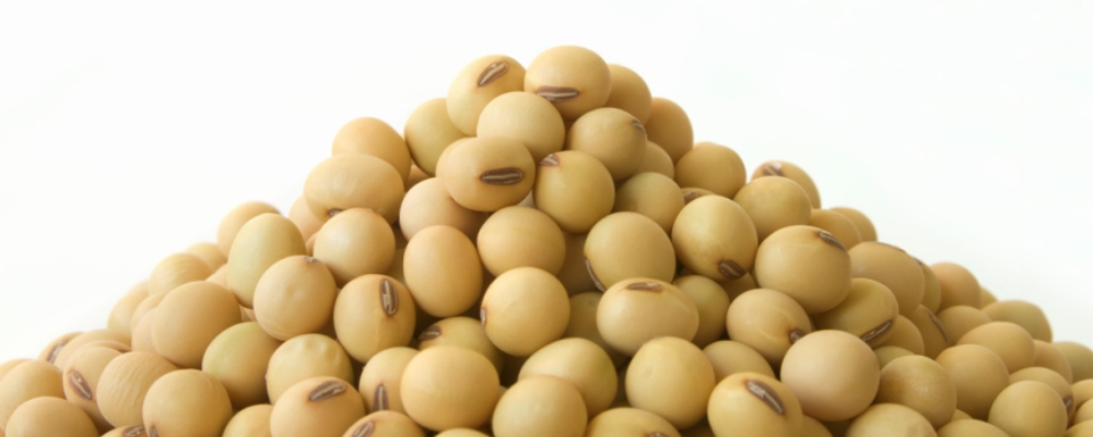 女人吃一个月大豆异黄酮改变 能丰胸吗