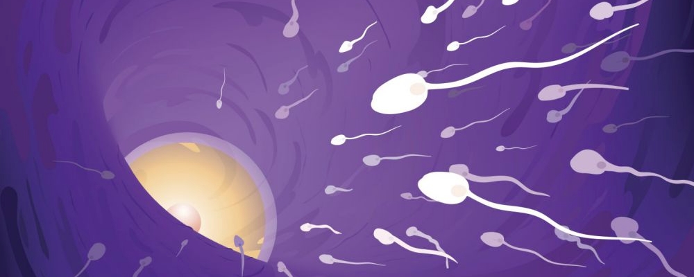 男性备孕精子要攒几天 y精子和x精子的差异