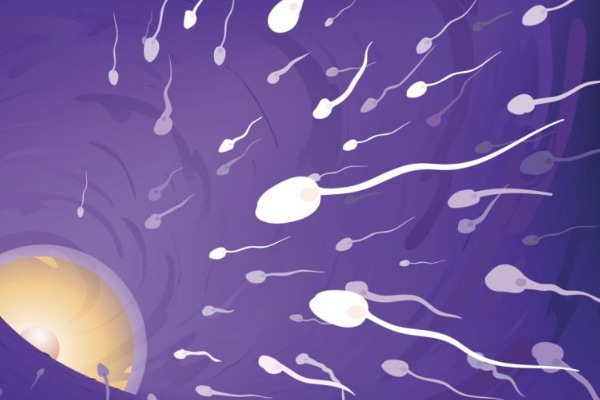 正常女性有精元抗体吗 越多伴侣精元抗体越高吗