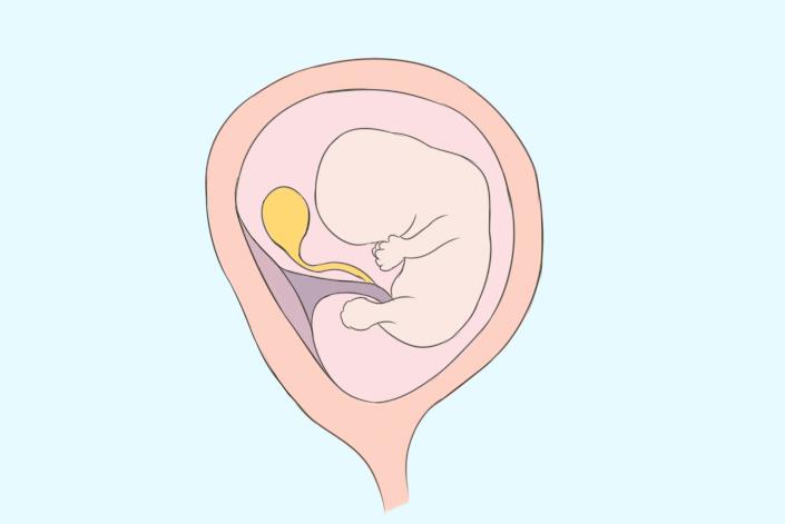 怀孕1-40周胎儿具体发育进程：身体巨细、发育改变！