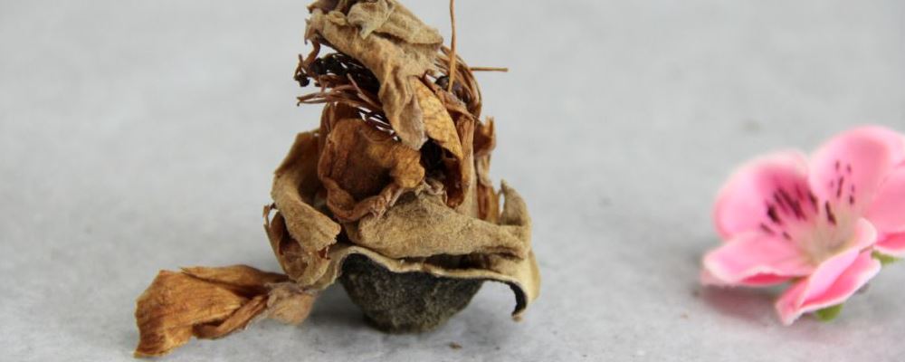 木棉花的奇特效果：从食材到药用，探秘这种文武双全的植物