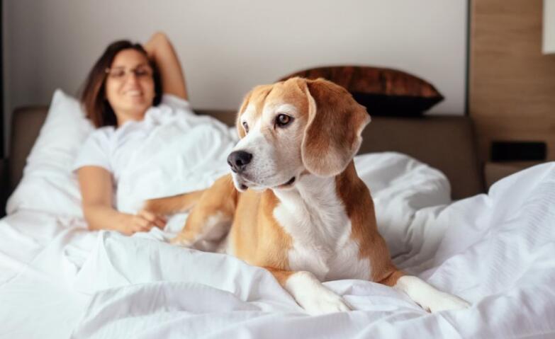 白叟被宠物狗撕咬手中握刀不舍得砍 白叟已被送医暂无大碍