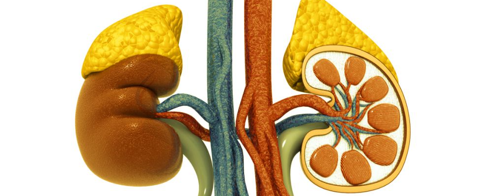 肾结石会影响男性功用和前列腺吗