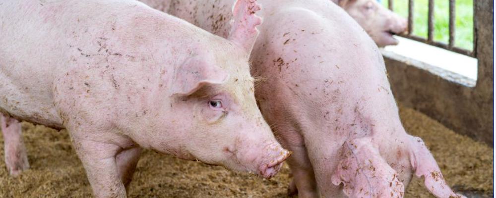 男人梦见猪是什么意思 人不同涵义也不同