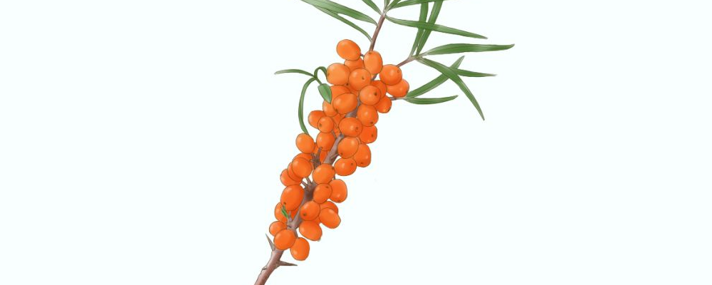 李信锋鼻修正技能怎么？费用贵吗？