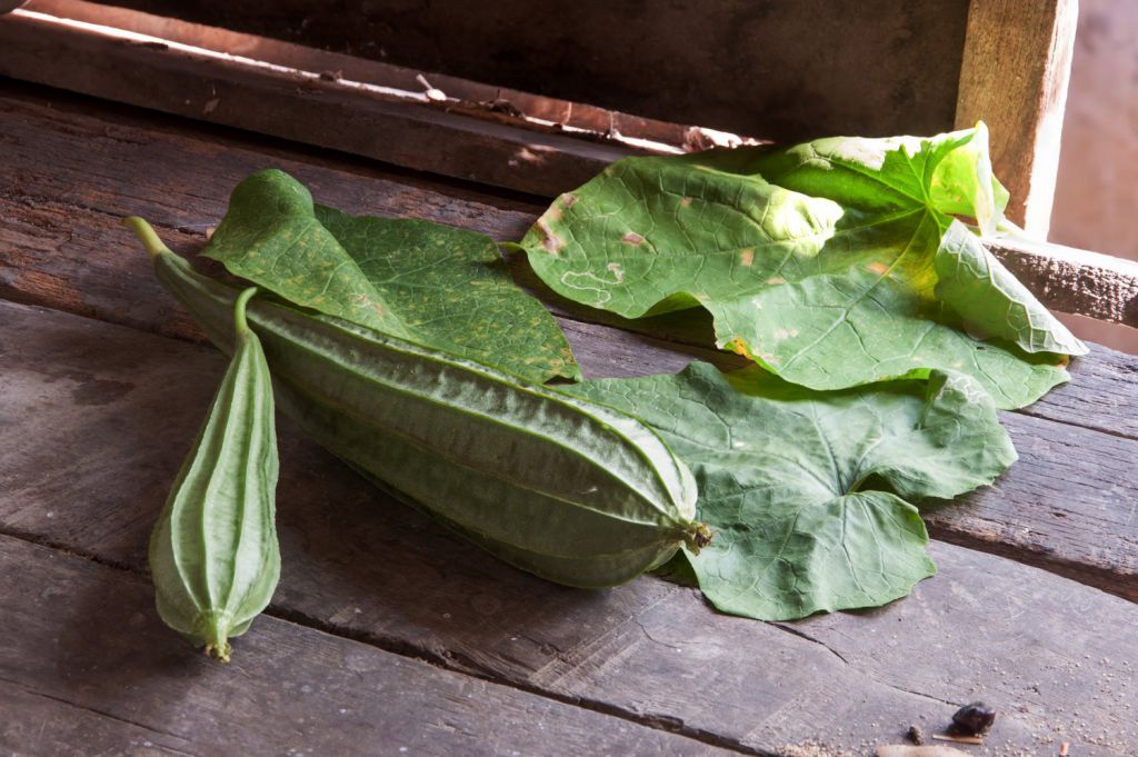 丝瓜叶能吃吗怎样个吃法？丝瓜叶的营养价值和好处