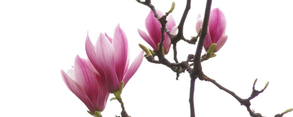 春季养肝正当时 引荐这些养肝汤食谱