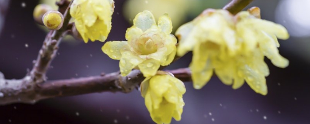 春季孕妈妈皮肤枯燥怎么办