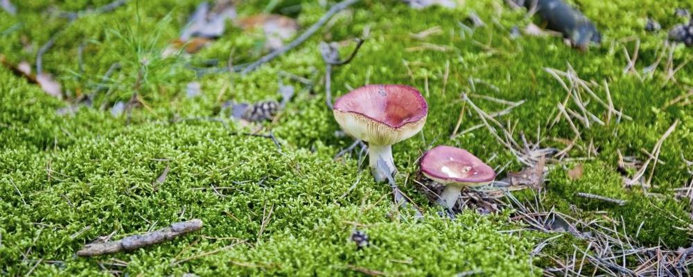 小满摄生 四款食谱摄生防疾病