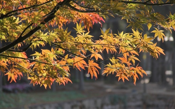 精索静脉曲张与不育