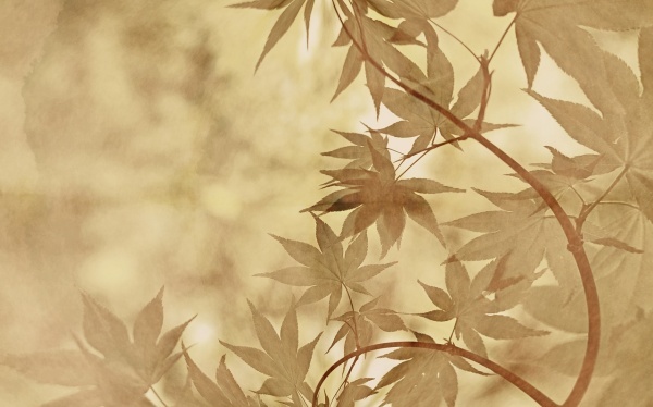 泰国三代试管婴儿多少钱？带你了解清楚！