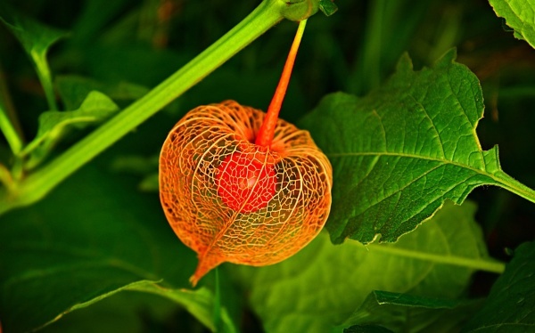 口红花有毒吗？口红花适合放在卧室内吗？