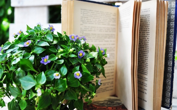 母猪吃粪便是什么原因，后备母猪喝红糖水有什么作用