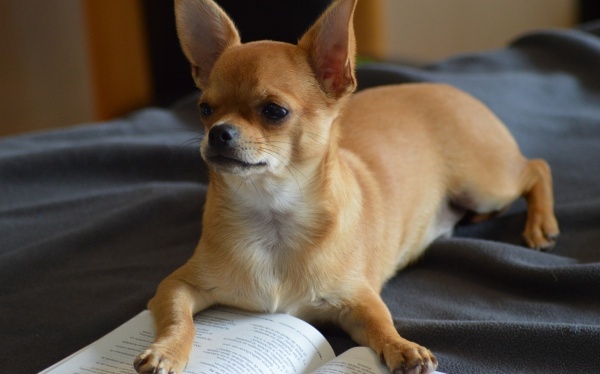 好的食物能使你健康。三种食物可以换美容美颜，对身体有好处！