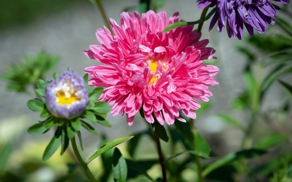 射手座女生的性格脾气是什么样的,狮子座女生性格脾气