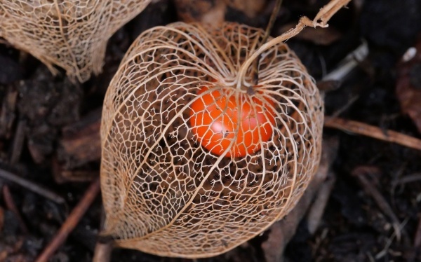 十二星座出生日期表阴历,十二星座农历和阳历表