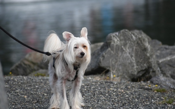 处女座是几月几日出生的,12星座领导能力排名