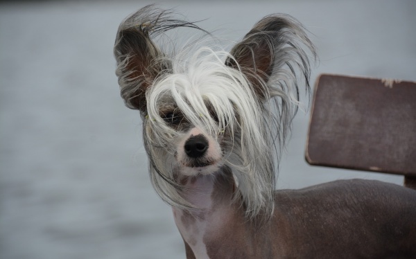 多囊肾的病因是什么呢