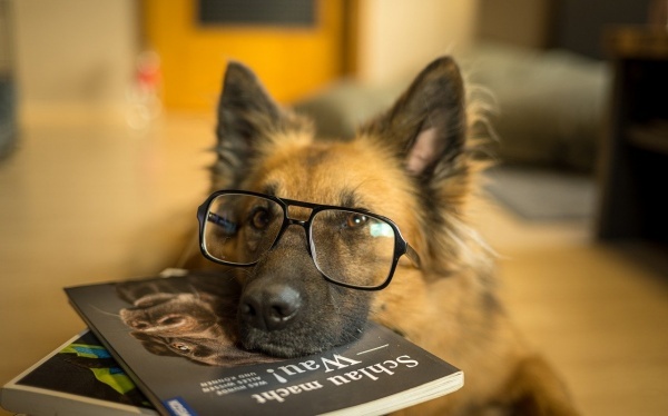 化煞罗盘摆法及化煞植物介绍