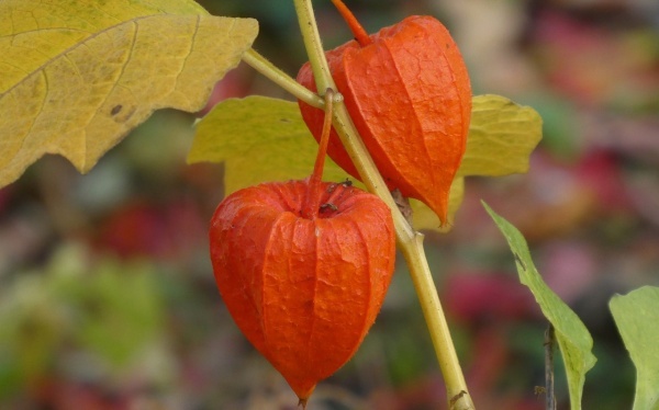 我在泰国卖佛牌那几年主角-看2014你会被同伙倒戈吗