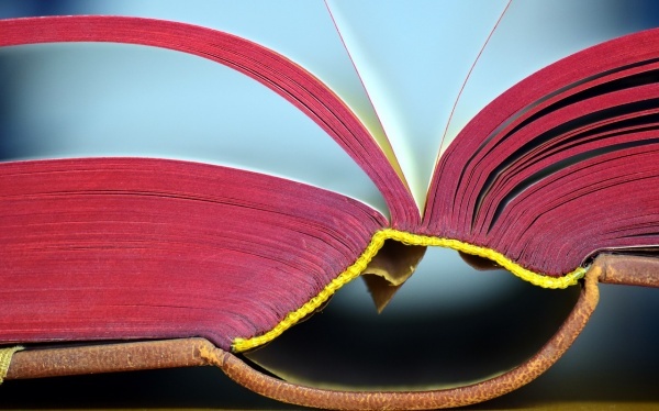 李子苗能不能扦插