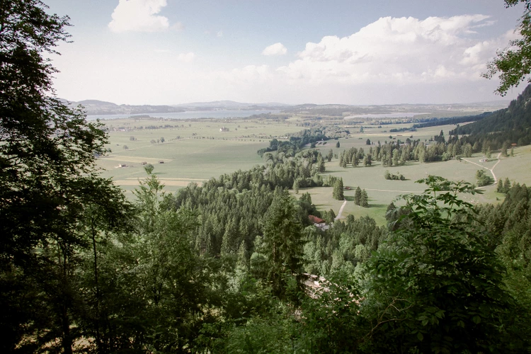 蒜苗在家的种植方法