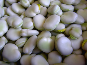 蚕豆怎样保存能吃一年