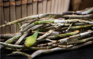 鲜石斛该如何保存