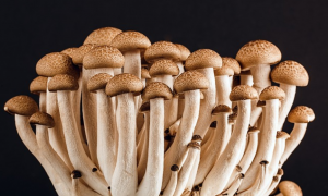 花菇的吃法有哪些