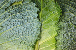 恰当保鲜娃娃菜