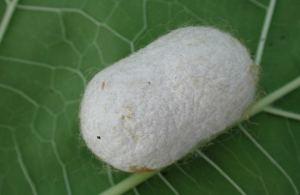 蚕茧上边有个洞的作用