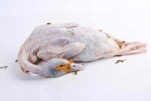 传统菜品笋干老鸭煲